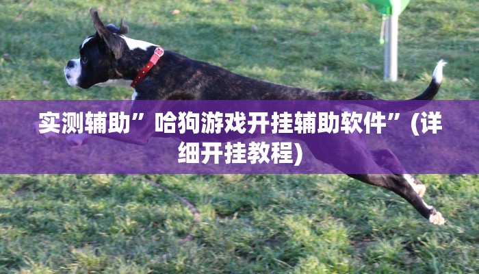 实测辅助”哈狗游戏开挂辅助软件”(详细开挂教程)