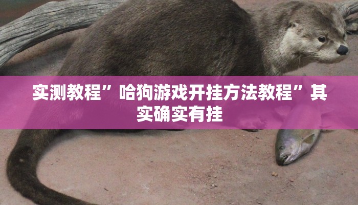 实测教程”哈狗游戏开挂方法教程”其实确实有挂