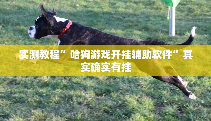 实测教程”哈狗游戏开挂辅助软件”其实确实有挂